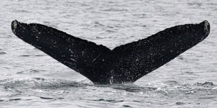 Encounter with humpback whales reveals potential for intelligent non-human communication