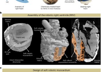 Engineers design robotic replica of right chamber of heart