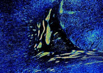 Extensive neuronal migration continues after birth