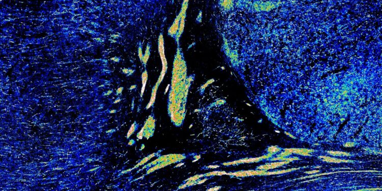 Extensive neuronal migration continues after birth