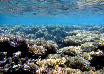 Feathered friends may become unlikely helpers for tropical coral reefs facing the threat of climate change
