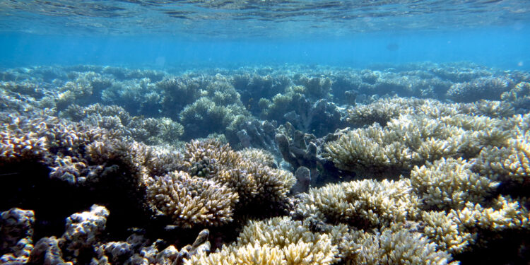 Feathered friends may become unlikely helpers for tropical coral reefs facing the threat of climate change