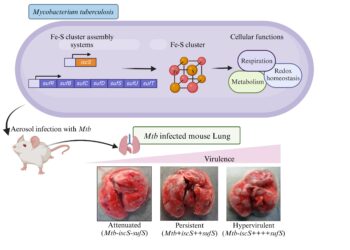Fight the persistence of tuberculosis bacteria