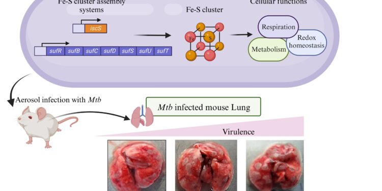 Fight the persistence of tuberculosis bacteria