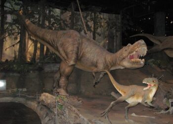 First prey found in the stomach of a tyrannosaurus