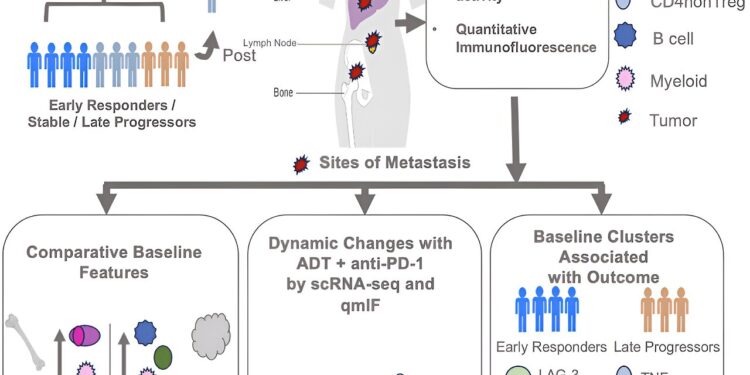For metastatic prostate cancer, immunotherapy may have unexpected potential