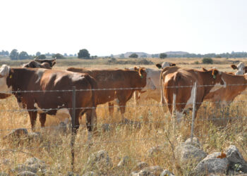 French Professor: The countdown to the construction of the Third Temple is accelerating  Politics news