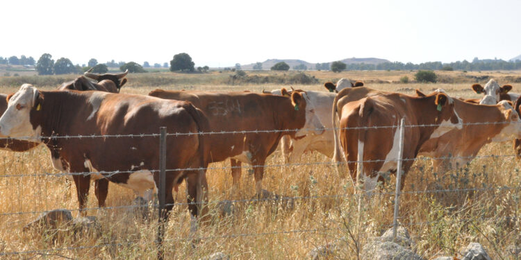 French Professor: The countdown to the construction of the Third Temple is accelerating  Politics news