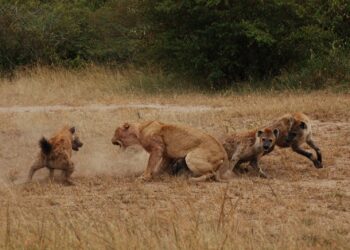 ‘Friendly’ hyenas more likely to form crowds, study finds