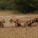 ‘Friendly’ hyenas more likely to form crowds, study finds