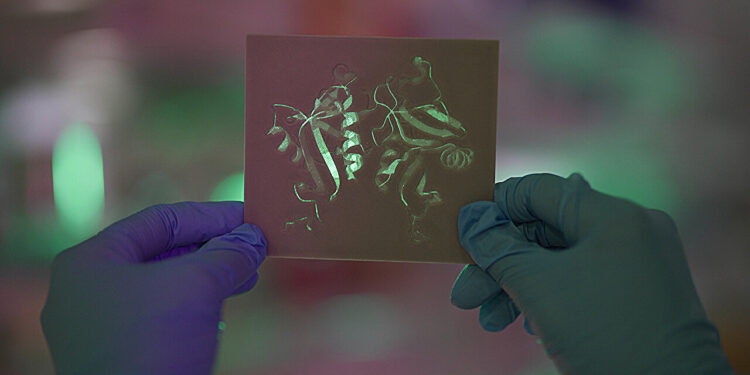 Fungus-fighting protein could help beat serious autoimmune diseases and cancer