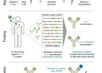 How first contact influences the immune response to new variants of SARS-CoV-2