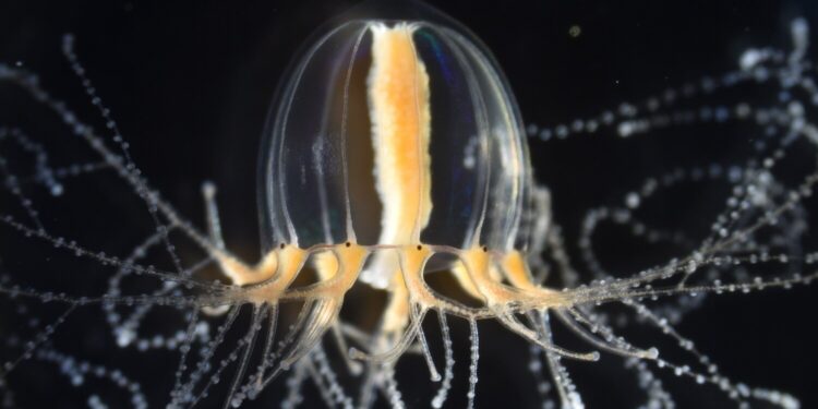 How jellyfish regenerate their functional tentacles in just a few days