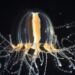 How jellyfish regenerate their functional tentacles in just a few days