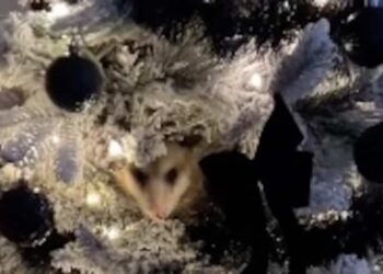 “In shock”: she discovers a surprise resident in her Christmas tree
