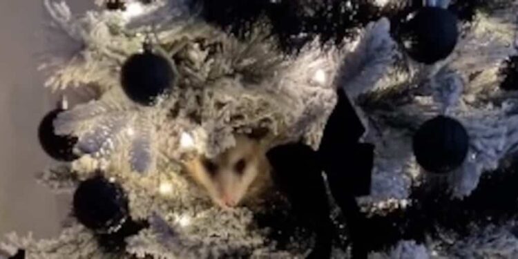“In shock”: she discovers a surprise resident in her Christmas tree