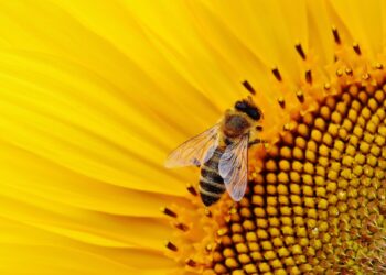 “Inert” Pesticide Ingredients May Be More Toxic to Bees Than Scientists Thought