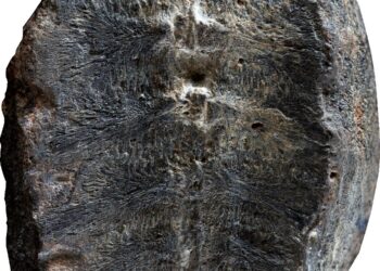 It turns out that this plant fossil is actually a baby turtle fossil.