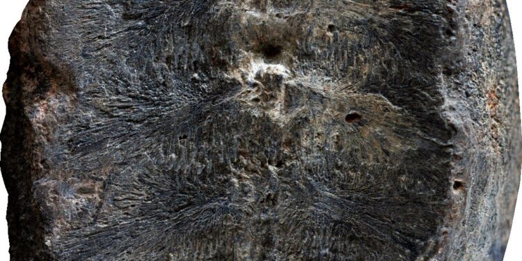 It turns out that this plant fossil is actually a baby turtle fossil.