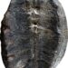 It turns out that this plant fossil is actually a baby turtle fossil.