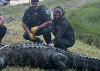 A gigantic alligator captured in a shopping center