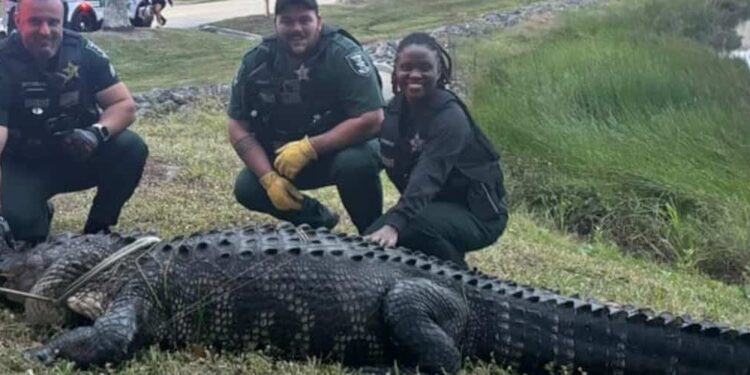 A gigantic alligator captured in a shopping center