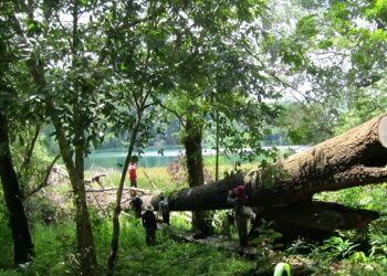 ‘Maintain the diversity of Asian forests to avoid the impact of climate change,’ new study suggests