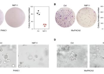 Massive drug search uncovers infinitesimal molecule that kills cancers while sparing immune cells