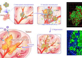 Mice study successfully regenerates spleen thyroid glands