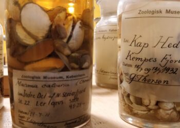 Molluscs from polar expeditions reveal new details about the ocean