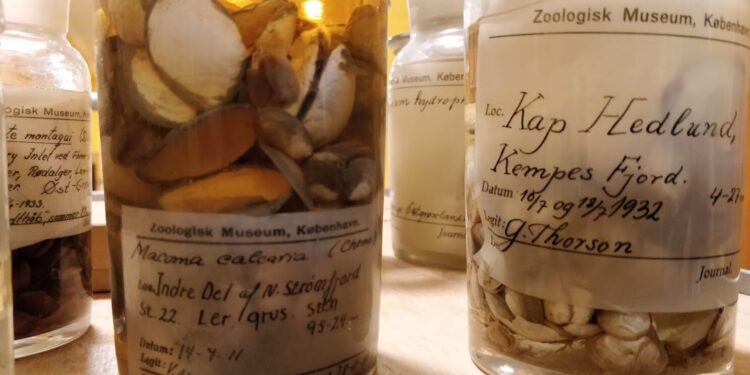 Molluscs from polar expeditions reveal new details about the ocean