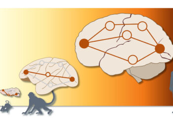 More parallel “traffic” observed in the human brain than in animals