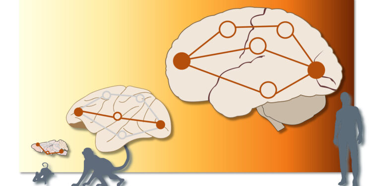 More parallel “traffic” observed in the human brain than in animals