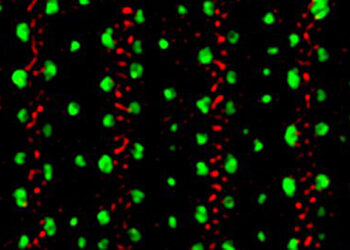 Nanoscale patterns revealed inside a model research organism