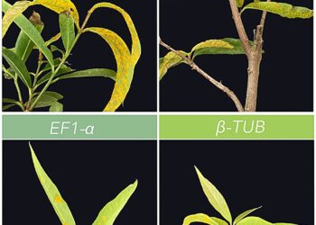New high-tech spray gives hope to native trees