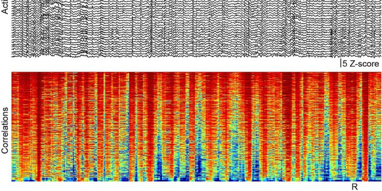 New insight into how neural dynamics vary during spontaneous behavior