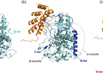 New possibilities for the medical use of botulinum toxin A1