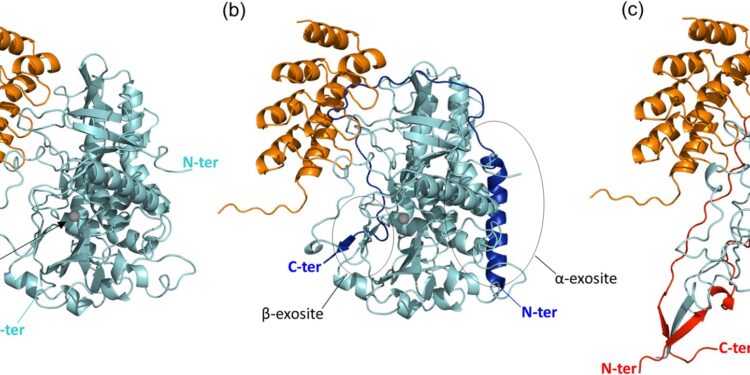 New possibilities for the medical use of botulinum toxin A1