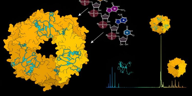 New research reveals critical steps in the assembly and recruitment of Lassa virus ribonucleoparticles