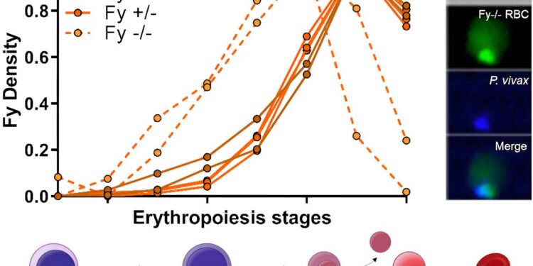 New study concludes that finding a cure for malaria may prove even more difficult than previously thought