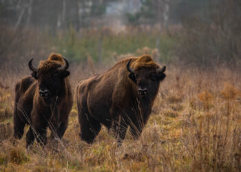 New study identifies best areas for rewilding European bison