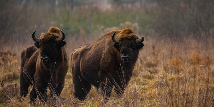 New study identifies best areas for rewilding European bison