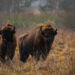 New study identifies best areas for rewilding European bison