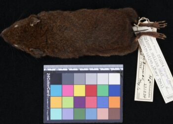 New study reveals five new species of soft-furred hedgehogs from Southeast Asia