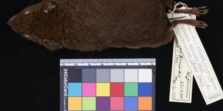 New study reveals five new species of soft-furred hedgehogs from Southeast Asia