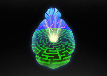 New study sheds light on how the brain learns to seek reward