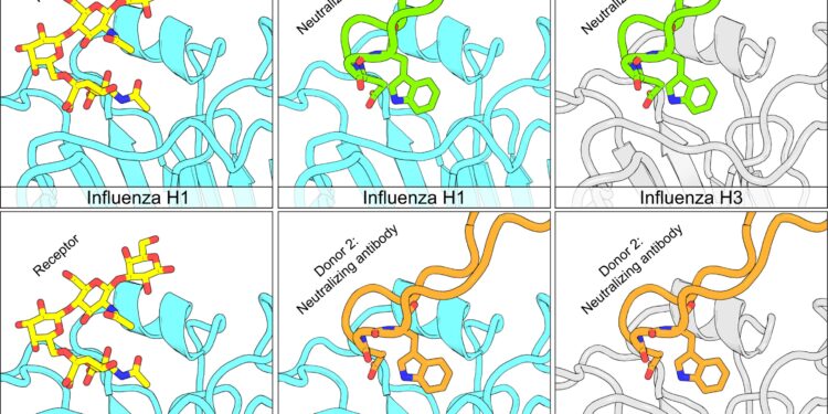 New type of antibody shows promise against several forms of flu virus