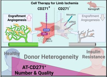 New way to stimulate blood vessel growth shows promise in saving at-risk limbs