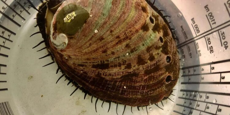 Ocean acidification creates legacy of stress for red abalone, study finds