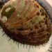 Ocean acidification creates legacy of stress for red abalone, study finds
